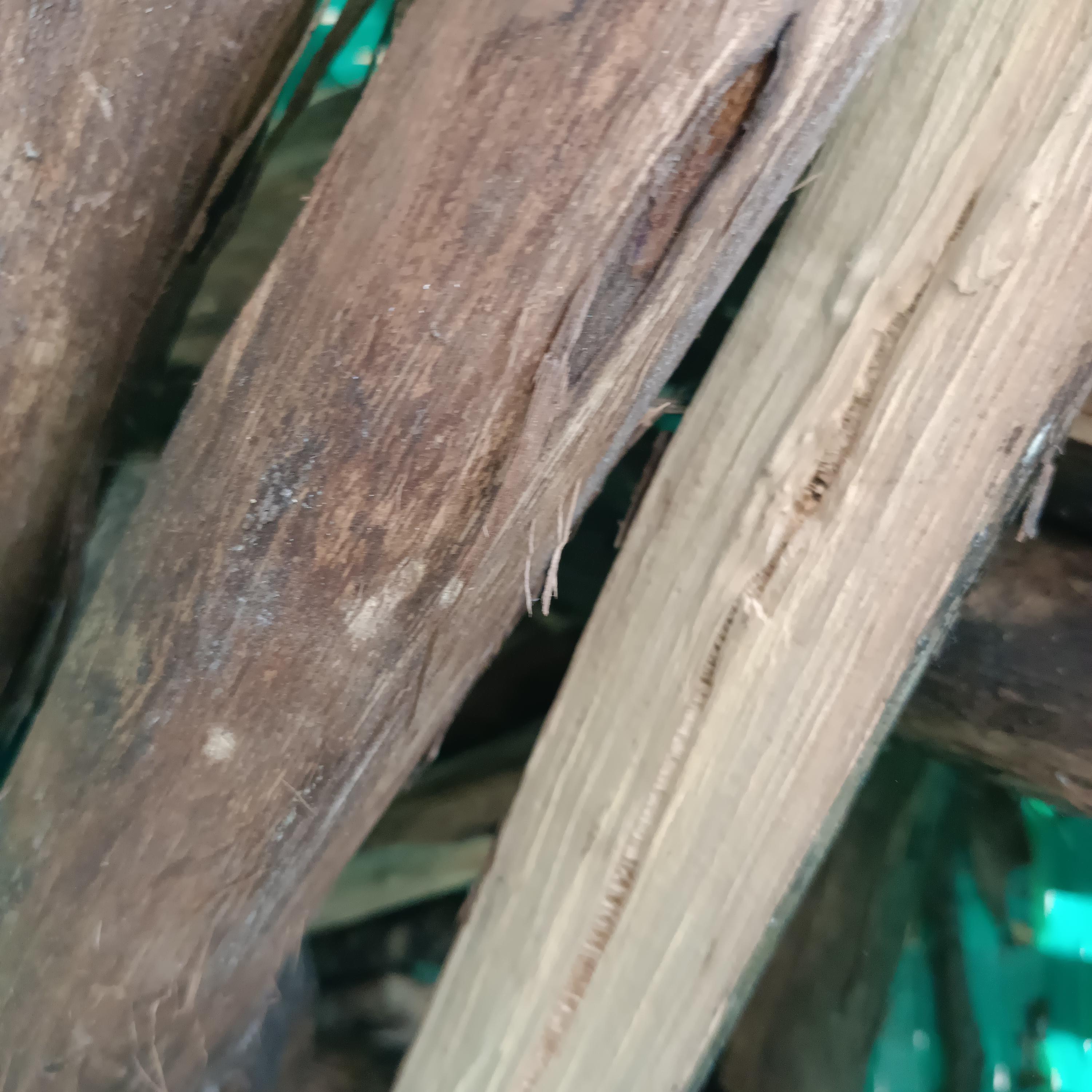 金银花苗盆栽地栽四季开耐寒