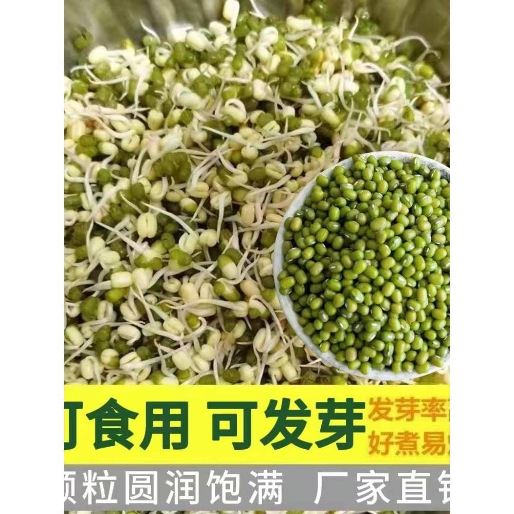 绿豆芽菜牙苗绿菜豆籽芽用豆芽绿豆芽