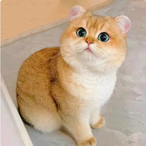 纯种英短金渐层猫咪活体幼猫宠物