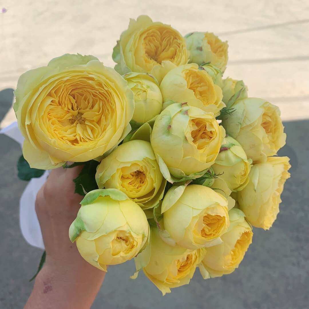 维多利亚秘密黄金甲奥斯汀蜜桃凯特琳娜多头泡泡玫瑰新鲜切花云南