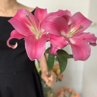 罗宾娜蒂普拉芬多马龙索尔邦帮西伯利亚白浅粉色香水百合新鲜切花