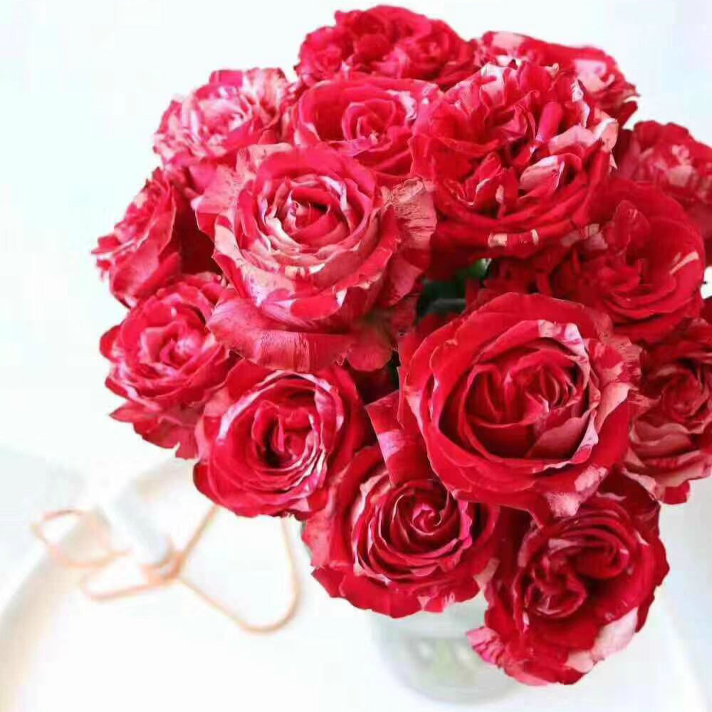 笑靥多头炫彩幸运女神水瓶座初吻巧克力糖高原红玫瑰插新鲜切花材