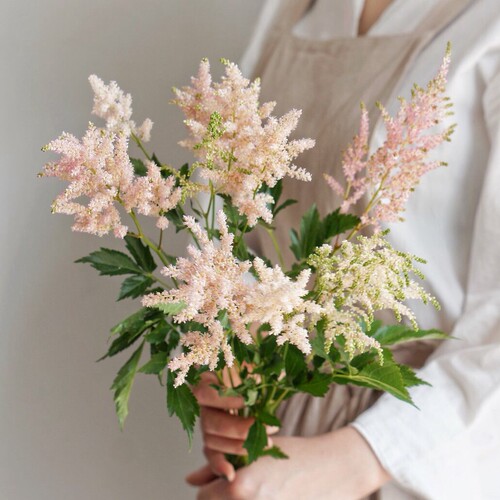 落新妇茵芋白色络新妇新鲜切花紫粉白色荷兰日本进口云南昆明国产