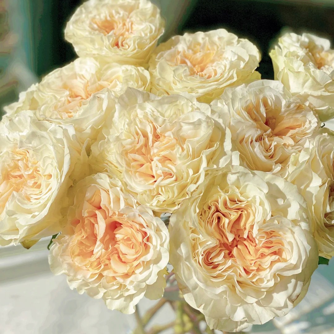 方德奶油杯小生暖玉月华柯珂赛特爱慕造型师赫莫沙玫瑰新鲜切花