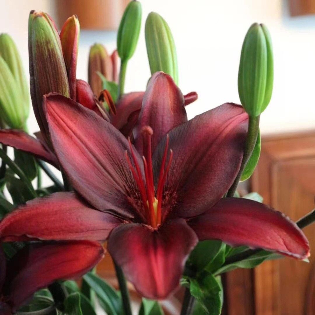 橙色梦想穿梭暗黑红宝石白色魅力赞美诗眼线无香亚百合花新鲜切花