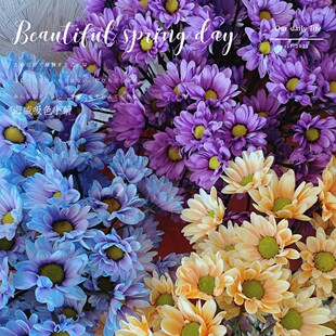 海盛花努力丰岛极光宁静吸染色牡丹乒乓菊进出口小雏菊新鲜切花材