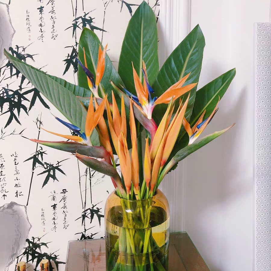 吊蟹钳花红色富贵天堂鸟黄金球新鲜切花材望鹤兰插海桐红叶李鲜花