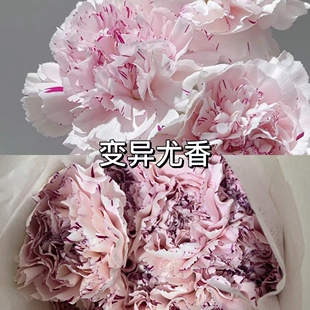 凤眼油画牡丹山东单瓣芍药英茂变异樱桃紫色尤香康乃馨插新鲜切花