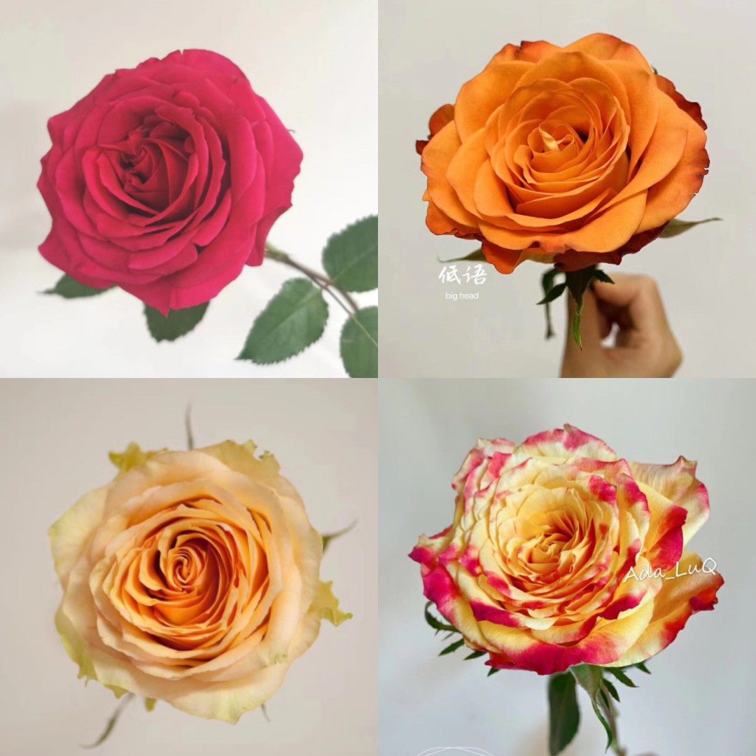 林奇老约翰快讯经典艾莉森低语黄色玫瑰花紫苑花孔雀草新鲜切花