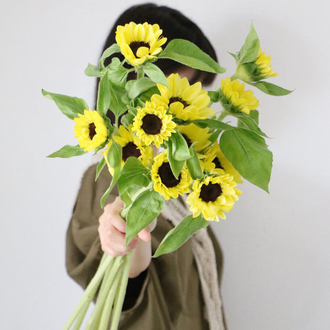 柠檬黄色绿心小家碧玉咖啡油画迷你重瓣泰迪向日葵小太阳新鲜切花