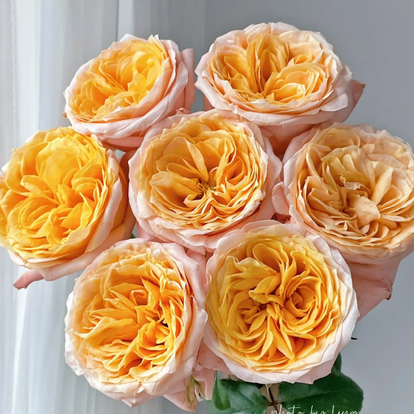 迪瑞特梦金鹏江南方德入梦花仙子初雪夏之舞多头玫瑰泡泡新鲜切花