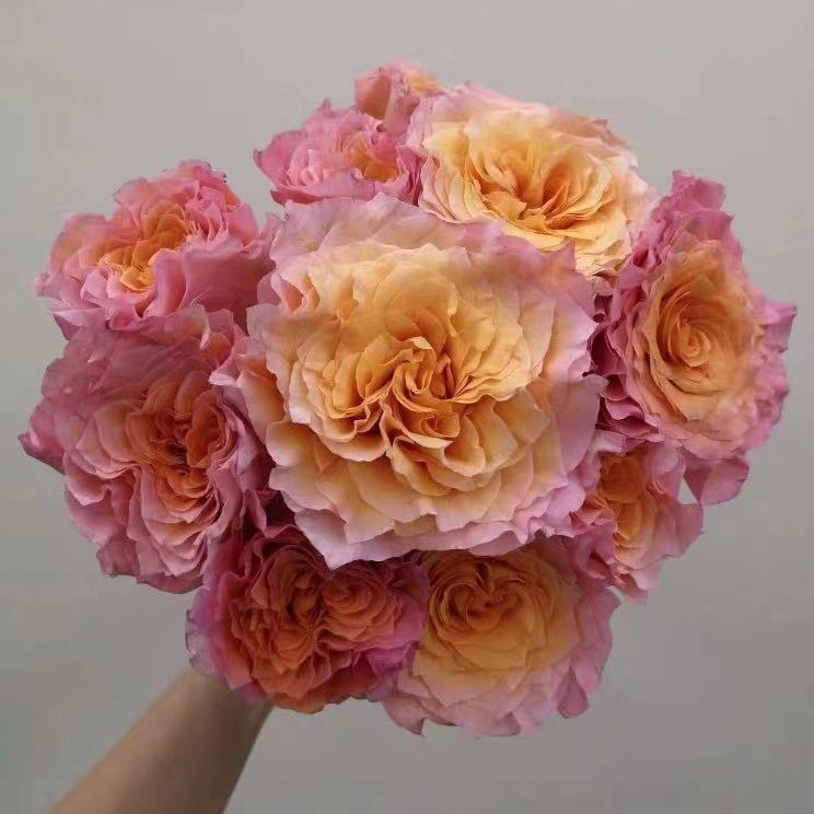 多头火灵鸟焰热情西班牙小灵感彩橙黄闪耀锦鲤泡泡玫瑰新鲜切花