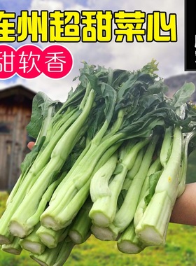 广东连州特产菜心农家自种当季新鲜蔬菜清甜无渣迟菜心5斤10