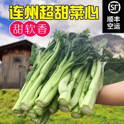 连州菜心迟菜心连州新鲜上市