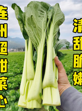 广东连州特产菜心农家自种当季新鲜蔬菜清甜无渣迟菜心5斤10斤