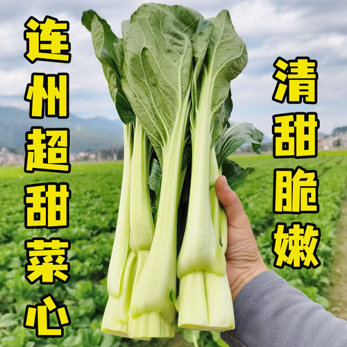 广东连州特产菜心农家自种当季新鲜蔬菜清甜无渣迟菜心5斤10斤