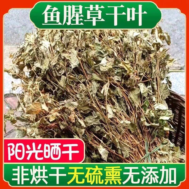 野生鱼腥草清火下火煮水泡水泡