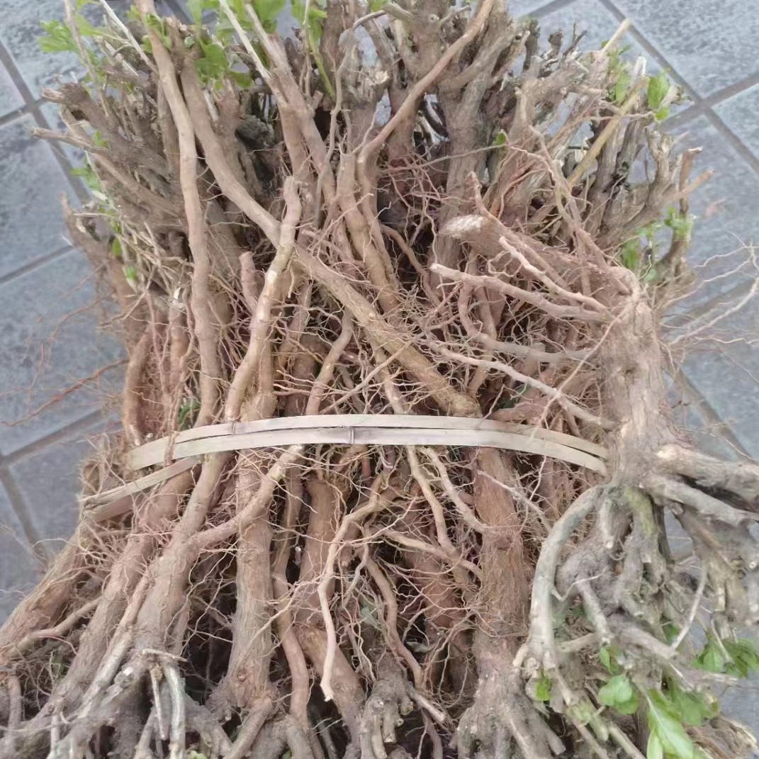 野生枸杞子树根枸杞头