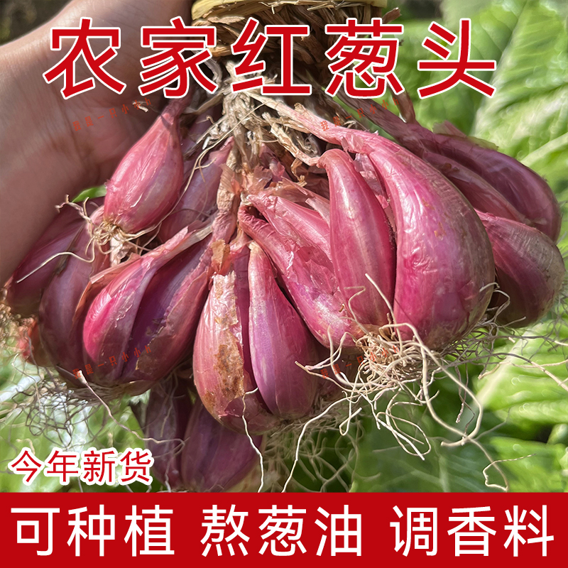 连州星子农家红葱头正宗广东小香葱红皮四季葱食用香料新鲜500g