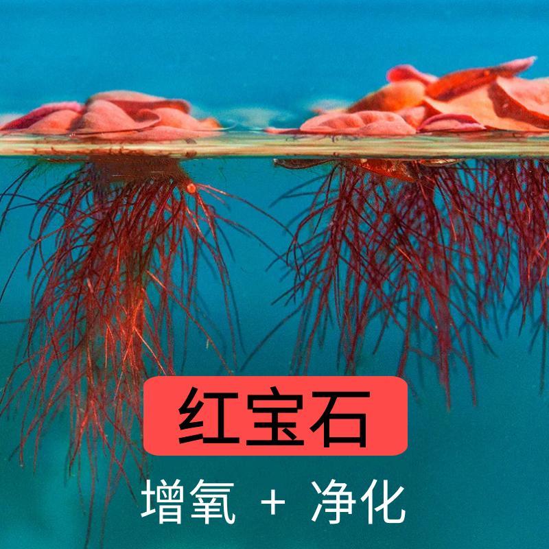 鱼缸绿植造景摆件净化水质好养