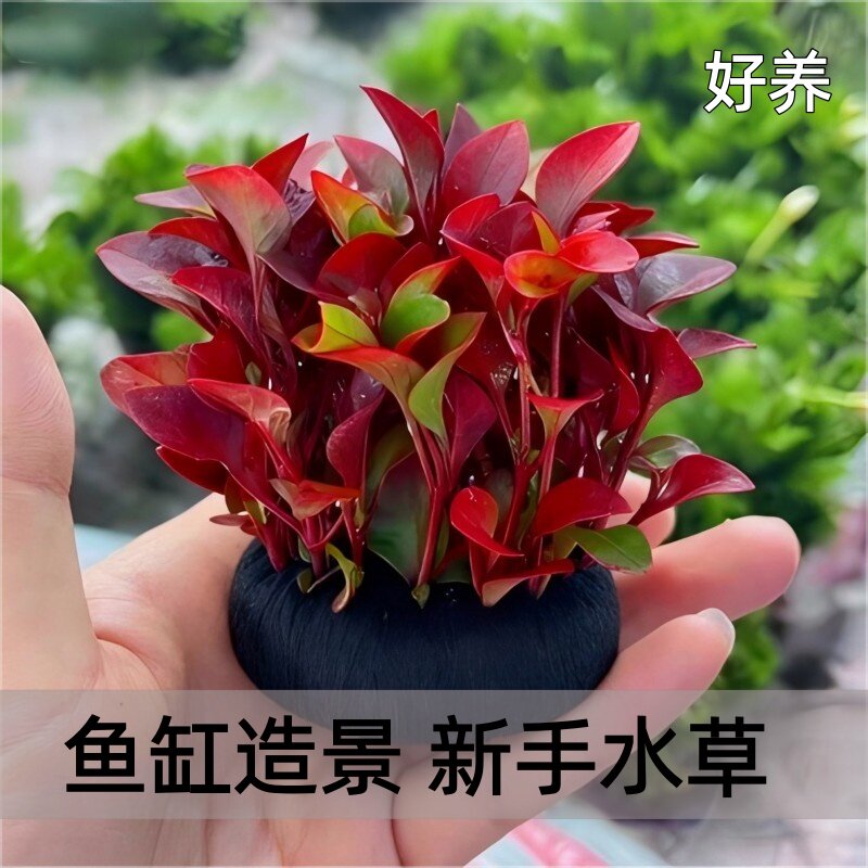 红波坨草小坨鱼缸养鱼造景懒人新手水培增氧阴性淡水草植物好养活