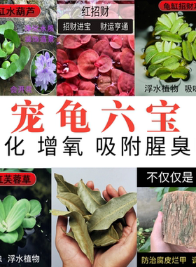 养龟用品生态缸水草净化水质爬台