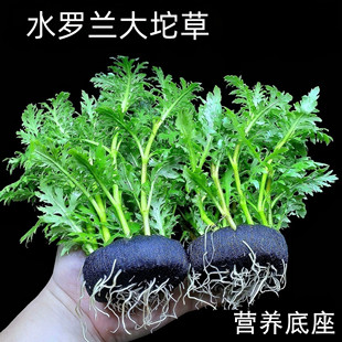 水罗兰坨草鱼缸造景真水草带坨植物阴性新手懒人好养易活净水增氧