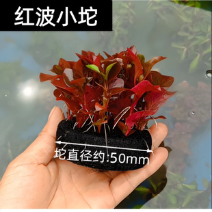 红波小坨沉水营养底座水生植物新手易养盆栽鱼缸造景阴性红色水草