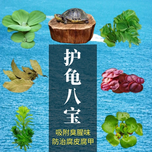 乌龟缸专用绿植生态缸造景水草养龟用品房子晒台净化水质龟缸植物
