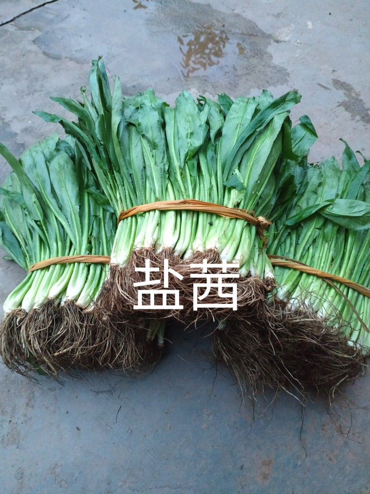 新鲜广西盐茜野香菜缅甸大叶香菜刺芫荽泰国刺芹山野香菜