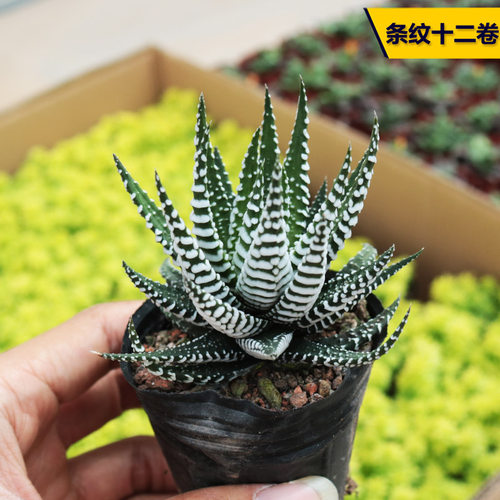 多肉植物美观开花小盆栽