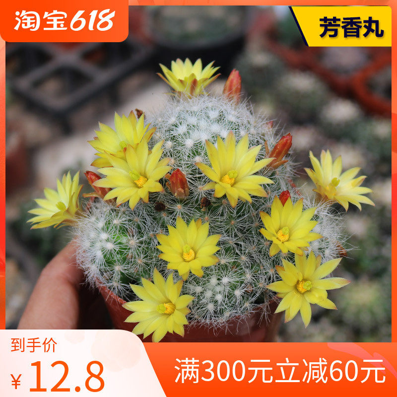芳香丸群实生仙人球稀有开花芳味美观仙人掌多肉办公室防辐射盆栽