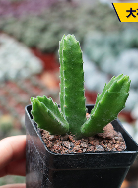 花田舍 大花角多肉植物开花趣味大戟科 室内办公室阳台庭院小盆栽