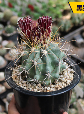 黑罗刹实生仙人球稀有黑色花系强刺硬刺仙人掌多肉阳台庭院小盆栽
