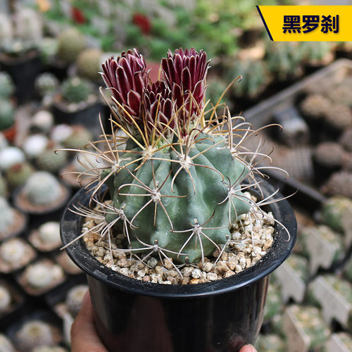 黑罗刹好养开花美观仙人球