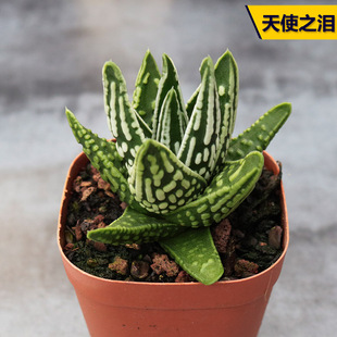 天使之泪 开花美观好养皇帝多肉植物室内桌面小盆栽 硬叶十二卷