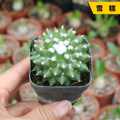 实生开花无刺美观好养活