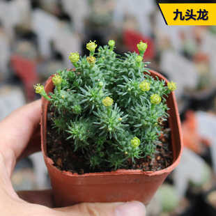 九头龙大戟科多肉植物趣味多头群生开花好养易度夏阳台庭院小盆栽