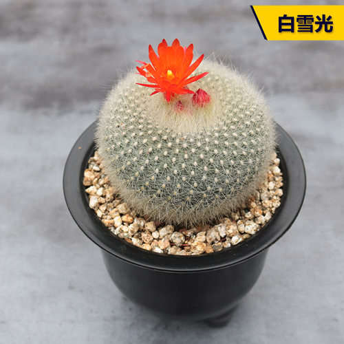 开花好养仙人球多肉好养白雪光
