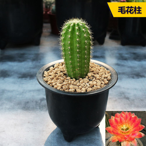 花田舍大花毛花柱实生小盆栽开花