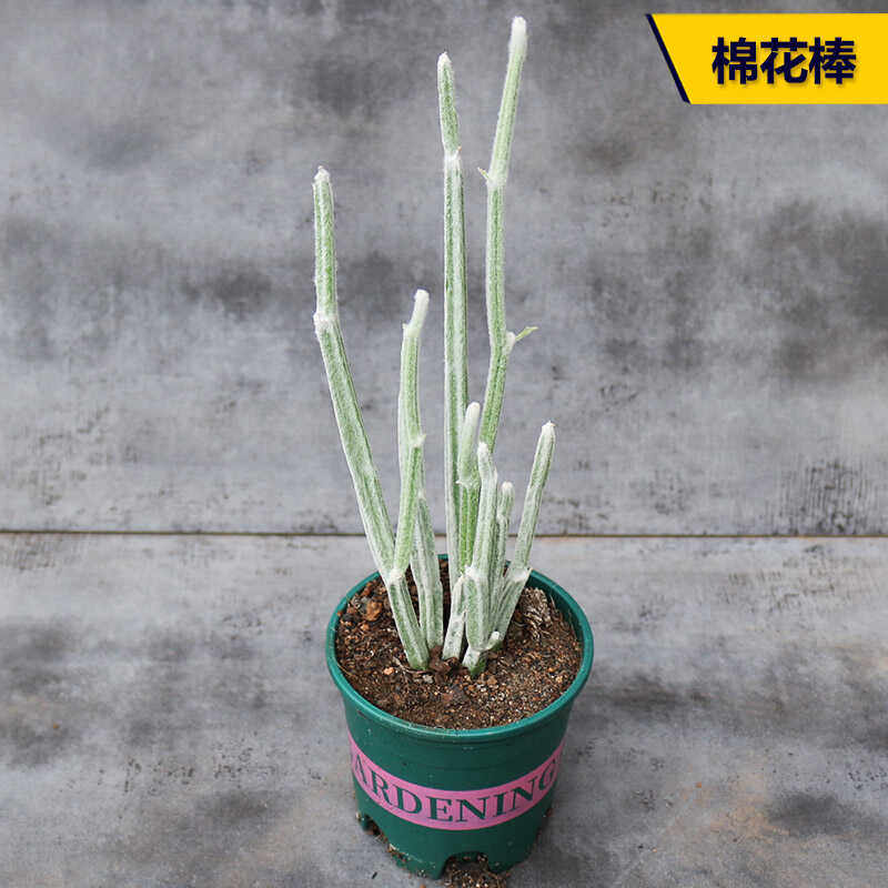 棉花棒仙人柱细柱葫芦科白毛无刺好看好养易度夏仙人掌多肉小盆栽