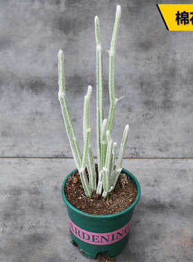 棉花棒仙人柱细柱葫芦科白毛无刺好看好养易度夏仙人掌多肉小盆栽