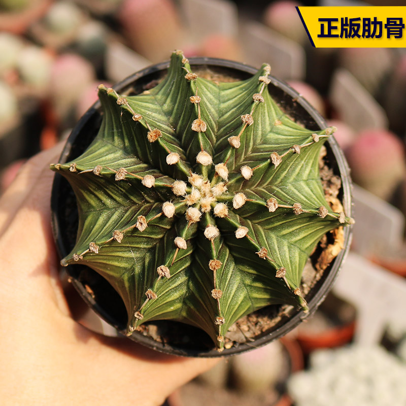 阳台好养仙人球开花美观肋骨牡丹