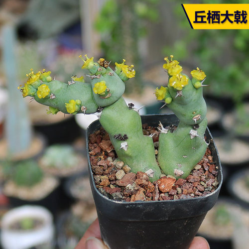 大戟科精养冷门小黄花多肉植物