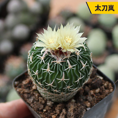 实生开花好养太刀岚仙人球