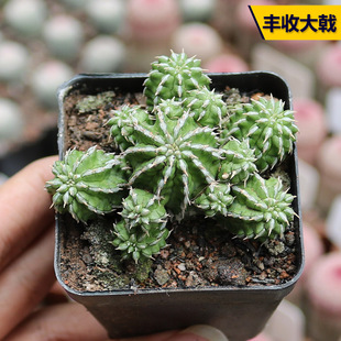 丰收大戟趣味群生大戟科美观好养易度夏多肉植物阳台庭院观赏盆栽