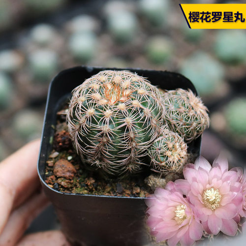 阳台好养开花美观仙人球