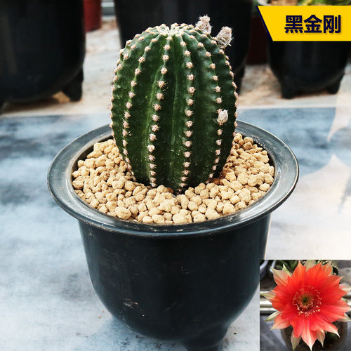 大颗机器易养活红花仙人球