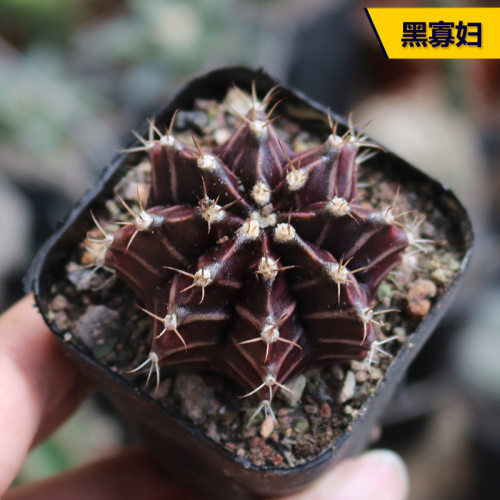 实生黑色美观开花好养室内仙人球