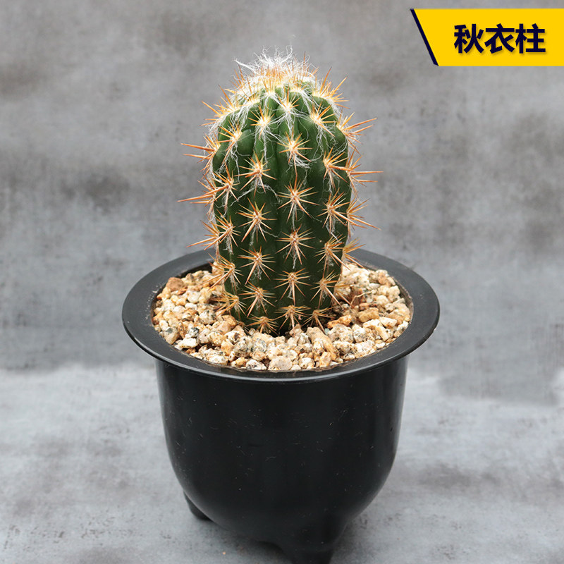 秋衣仙人掌趣味白毛桌面多肉植物